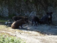 DSC02341  COCHONNES ET COCHONS CORSES...sic...