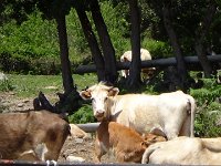 DSC02346  VACHES ET VEAUX CORSES